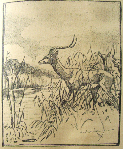Bild Impala von Uli Aschenborn